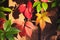 Bright colorful decorative grape autumn leaves