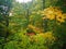 Bright colorful early Autumn lush forest foliage