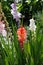 Bright and colorful flowers of Gladiolus hortulanus