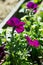 Bright colorful flowers of surfinia or blooming petunia hanging in summer. Background of a group of blooming surfinia petunias.