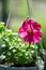 Bright colorful flowers of surfinia or blooming petunia hanging in summer. Background of a group of blooming surfinia petunias.