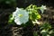 Bright colorful flowers of surfinia or blooming petunia hanging in summer. Background of a group of blooming surfinia petunias.