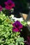 Bright colorful flowers of surfinia or blooming petunia hanging in summer. Background of a group of blooming surfinia petunias.