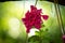 Bright colorful flowers of surfinia or blooming petunia hanging in summer. Background of a group of blooming surfinia petunias.