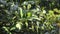 Bright colorful foliage of an evergreen shrub close up.