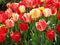 Bright colorful fresh mixed red tulip flowers in bloom