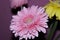 Bright, colorful gerberas bouquet for mom