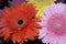 Bright, colorful gerberas bouquet for mom