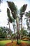 Bright colorful green palm plants in tropical ornamental garden natural background in the nature park. Landscaped architecture fol