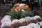 Bright and colorful hardy mums surrounding cornucoppia of Fall arrangement