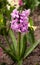 Bright and colorful hyacinth in the flowerbed in the garden