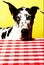 Bright colorful image of a black and white spotted Great Dane Dog