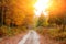 Bright and colorful landscape of sunny autumn forest with orange foliage and trail