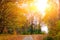 Bright and colorful landscape of sunny autumn forest with orange foliage and trail