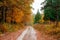 Bright and colorful landscape of sunny autumn forest with orange foliage and trail