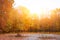 Bright and colorful landscape of sunny autumn forest with orange foliage and trail