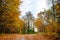 Bright and colorful landscape of sunny autumn forest with orange foliage and trail