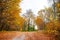 Bright and colorful landscape of sunny autumn forest with orange foliage and trail