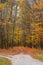 Bright and colorful landscape of sunny autumn forest with orange foliage and trail that branching