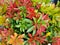 Bright colorful leaves of Mountain Fire Andromeda perennial bush