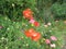 Bright colorful mixed summer flowers in a garden, Canada, 2018