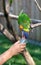 Bright colorful parrot Coconut Lorikeet drinking the nectar from the hands