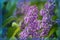 Bright colorful picturesque lilac bloom