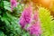 Bright colorful pink blooming Astilbe Arendsii Fanal flowers with green leaves in garden in spring and summer.