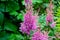 Bright colorful pink blooming Astilbe Arendsii Fanal flowers with green leaves in garden in spring and summer.