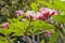 Bright colorful pink of blossoming frangipani in the tree. Soft-focus background. Big Plumeria flower tree, tropical