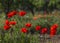 Bright colorful poppies