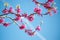 Bright colorful purple blossoming judas tree on blue sky background