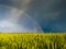 Bright colorful rainbow in front of gloomy ominous clouds above an agricultural field planted with sunlit wheat during a summer