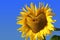 Bright colorful sunflower with heart shaped middle against blue