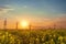 bright colorful sunset canola field