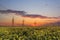 bright colorful sunset canola field