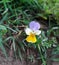 Bright and colorful sweet pansy flower. Close-up of delicate multicolored garden pansies in the flower pot