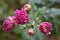 Bright and colorful tall bushes of Ukrainian chrysanthemums growing on the street of the city of Dnipro. Large purple autumn flowe