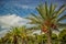 Bright colorful tropic nature photography of palm trees foreshortening from below on vivid blue sky background in summer warm