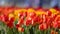 Bright colorful Tulip flowers in holland, Michigan, selective focus
