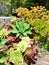 BRIGHT AND COLORFUL VARIETY OF SUCCULENT CACTUS PLANTS