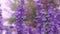 Bright and colorful of violet lavender flower blooming and fragrance with big bee