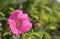 Bright colorful wild rose flower with pink petals