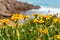 Bright and colorful yellow coastal flowers nature background