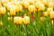 Bright colorful yellow and white blossoming tulips unusual form full frame yellow and green field russia spring time