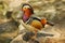 Bright colorfull single wild Mandarin Ducks