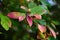 Bright colors of autumn leaves on trees