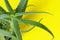 Bright colors of fresh leaves of aloe vera against yellow background,closeup