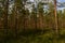 Bright colors green lush forest swamp under the blue sky in the summer morning