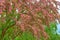 Bright colors of profusely blooming sakura in the park